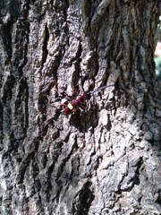 Lissonotus flavocinctus