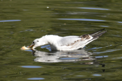 Chroicocephalus ridibundus