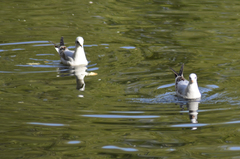 Chroicocephalus ridibundus