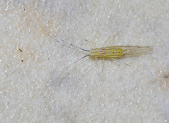 Takecallis arundinariae