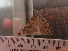 Pseudocoremia rudisata