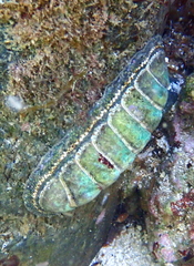 Chitonoidea