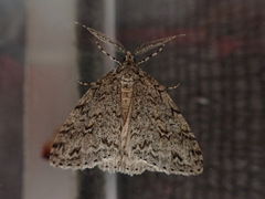 Pseudocoremia rudisata