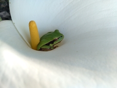 Hyla euphorbiacea