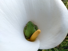 Hyla euphorbiacea