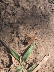 Poecilometis eximius