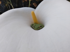Hyla euphorbiacea