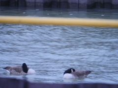 Branta canadensis