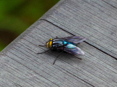 Sarconesiopsis magellanica