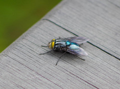 Sarconesiopsis magellanica
