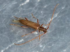 Eburida quadriguttata