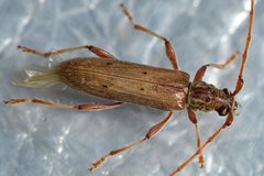 Eburida quadriguttata