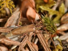 Eburida quadriguttata