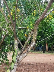 Myiozetetes cayanensis