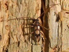 Eburida picta
