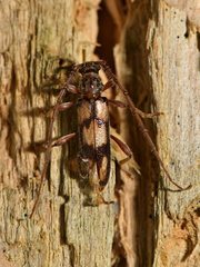 Eburida picta