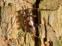 Eburida picta