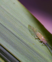 Takecallis arundinariae