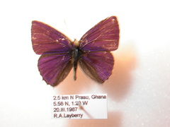 Anthene rubricinctus