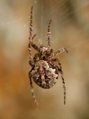 Cryptaranea atrihastula