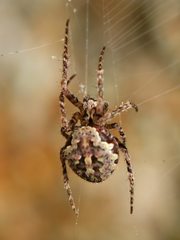 Cryptaranea atrihastula