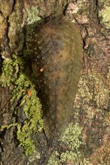 Pseudaneitea