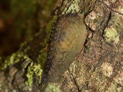 Pseudaneitea