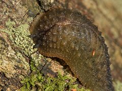 Pseudaneitea
