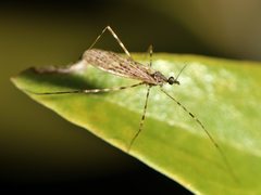 Amphineurus hudsoni