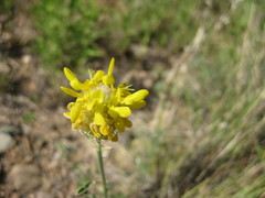 Dalea aurea