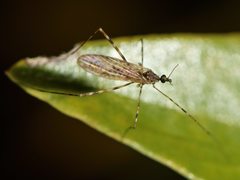 Amphineurus hudsoni