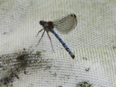 Argia oenea