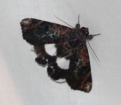 Catephia linteola