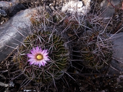 Echinofossulocactus lamellosus