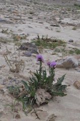 Saussurea pseudosalsa