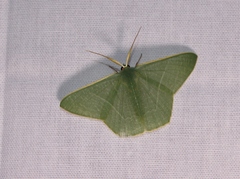 Thalassodes dorsilinea