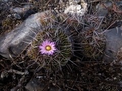 Echinofossulocactus lamellosus
