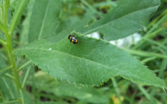 Cryptocephalus anticus