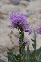 Saussurea pseudosalsa