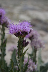 Saussurea pseudosalsa