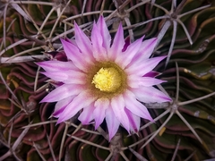 Echinofossulocactus lamellosus