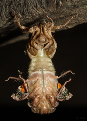Cicadidae