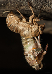 Cicadidae