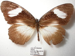 Elymnias bammakoo