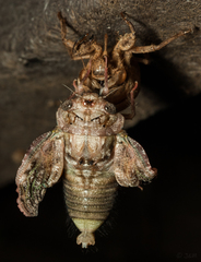 Cicadidae