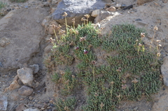 Gypsophila capituliflora