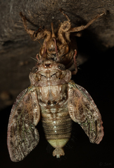 Cicadidae