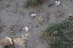 Gypsophila capituliflora