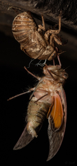 Cicadidae