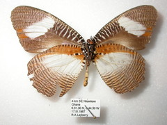 Elymnias bammakoo
